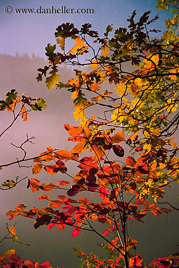 fall-foliage-8.jpg