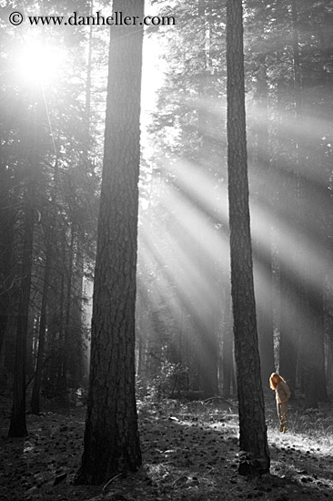 forest-sunrays-03.jpg