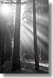 black and white, california, forests, nature, plants, sky, sun, sunbeams, sunrays, trees, vertical, west coast, western usa, yosemite, photograph