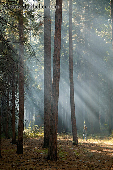 forest-sunrays-05.jpg