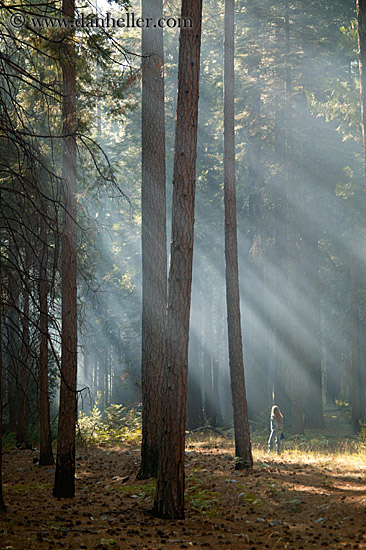 forest-sunrays-05.jpg