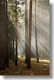california, forests, nature, plants, sky, sun, sunbeams, sunrays, trees, vertical, west coast, western usa, yosemite, photograph
