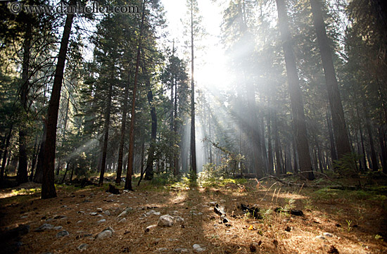 forest-sunrays-09.jpg