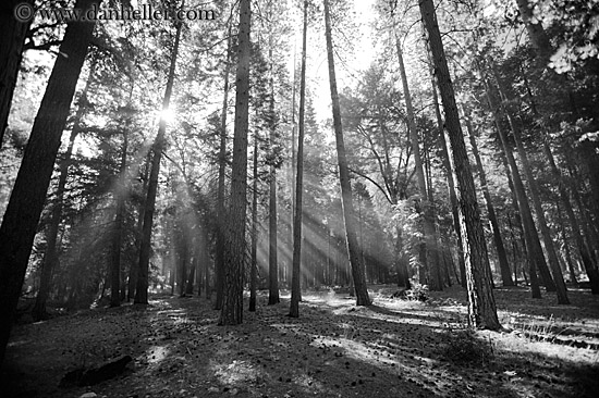 forest-sunrays-11.jpg