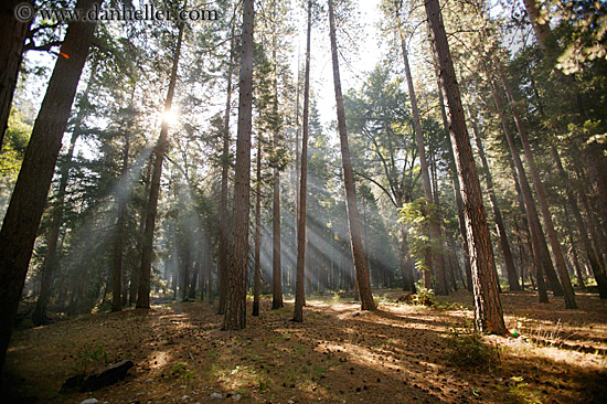 forest-sunrays-12.jpg