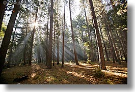 california, forests, horizontal, nature, plants, sky, sun, sunbeams, sunrays, trees, west coast, western usa, yosemite, photograph