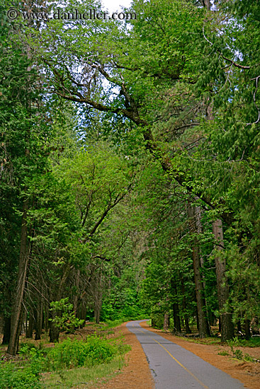 paved-path-n-trees.jpg