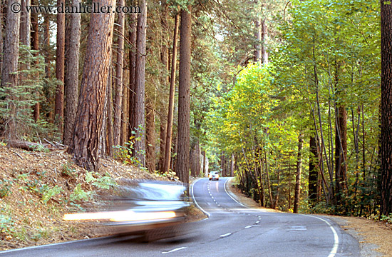 road-trees-car.jpg