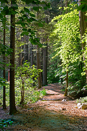 sunny-tree-path.jpg