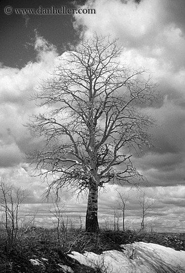 tree-bw.jpg