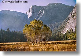 california, groups, horizontal, nature, plants, trees, west coast, western usa, yosemite, photograph