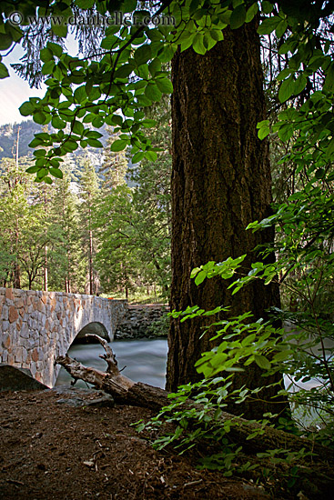 tree-n-bridge-1.jpg