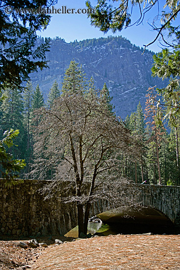 tree-n-bridge-2.jpg