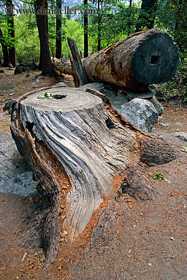 tree-stump-n-log.jpg