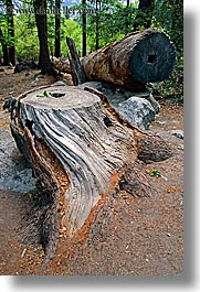 california, logs, nature, plants, stumps, trees, vertical, west coast, western usa, yosemite, photograph