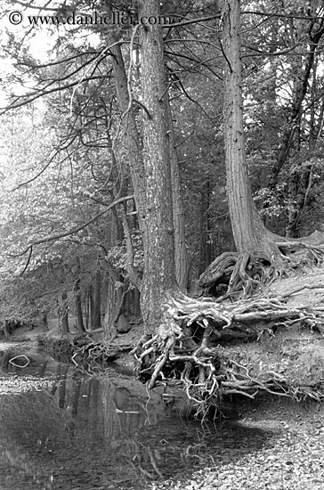 trees-n-river_bank1.jpg