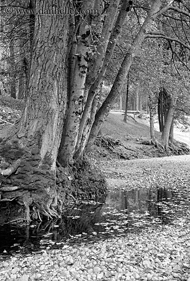 trees-n-river_bank2.jpg