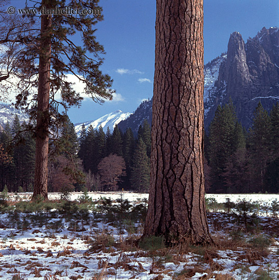 yosemite-tree.jpg