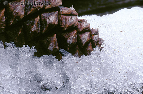 pinecone-snow.jpg