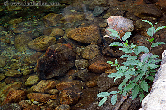 rocky-river-n-leaves.jpg