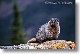alberta, banff, canada, canadian rockies, hoary, horizontal, marmot, mountains, photograph