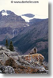 banff, canada, hoary, marmot, vertical, photograph