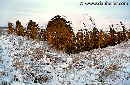 hay-e.jpg