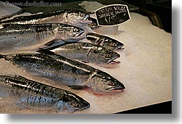 canada, horizontal, salmon, sockeye, vancouver, photograph