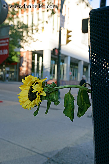 sunflower-in-trash.jpg