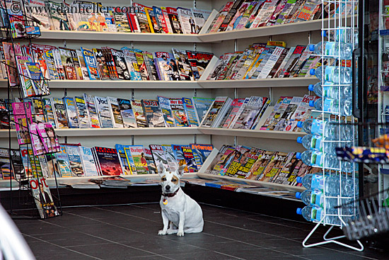 dog-in-magazine-store-2.jpg