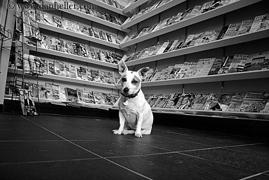 dog-in-magazine-store-3.jpg