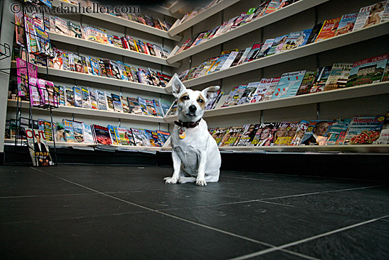 dog-in-magazine-store-4.jpg