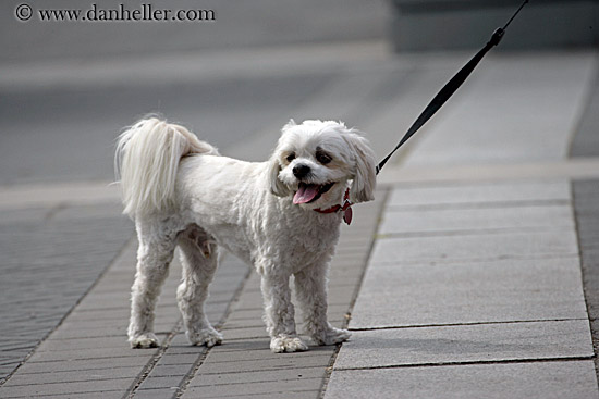small-white-dog.jpg