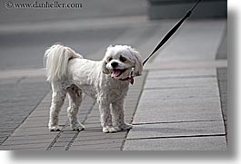 images/Canada/Vancouver/People/small-white-dog.jpg