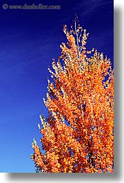 canada, stanley park, treetop, vancouver, vertical, yellow, photograph