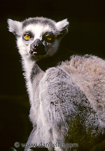 lemur-a.jpg