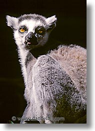 amsterdam, europe, lemurs, vertical, zoo, photograph