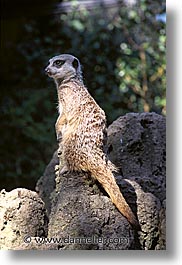 amsterdam, europe, vertical, zoo, photograph