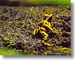 amsterdam, europe, horizontal, zoo, photograph