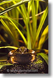 amsterdam, europe, vertical, zoo, photograph