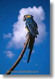 amsterdam, europe, vertical, zoo, photograph