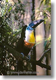 amsterdam, europe, vertical, zoo, photograph