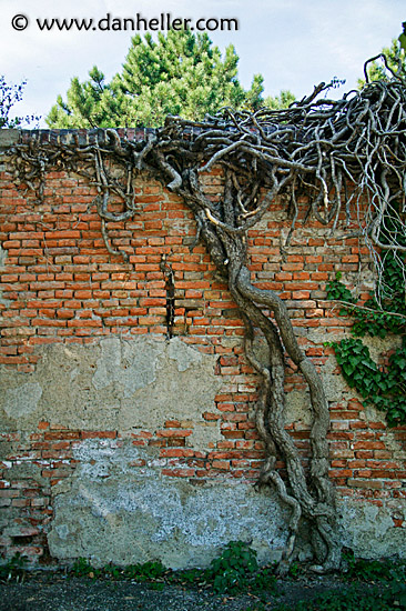 tree-wall.jpg