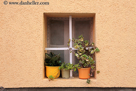 potted-plants-in-window.jpg
