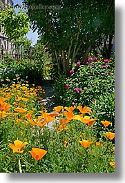 california, croatia, dubrovnik, europe, flowers, poppies, vertical, photograph