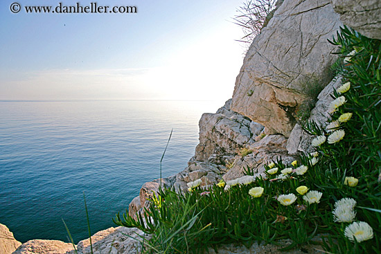 cliff-flowers-1.jpg