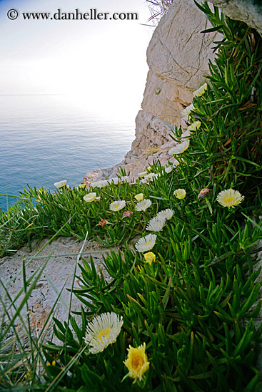 cliff-flowers-2.jpg