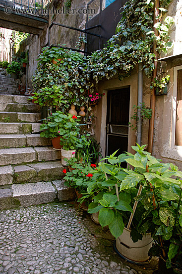 plants-on-steps-1.jpg