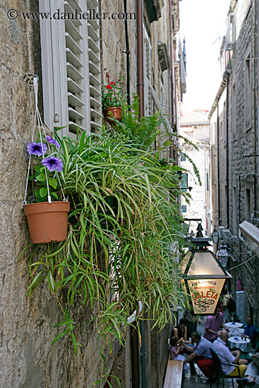 spider_plant-on-wall.jpg
