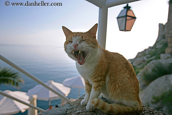 laughing-cat-1.jpg